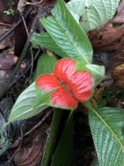 Palicourea tomentosa
