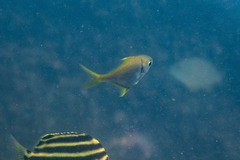 Schuettea scalaripinnis