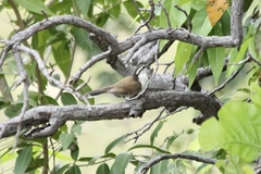 Campylorhynchus griseus