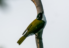 Melithreptus chloropsis