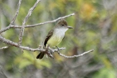 Myiarchus tyrannulus