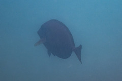 Prionurus microlepidotus