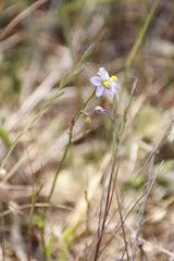 Cyanella hyacinthoides