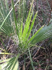Washingtonia filifera
