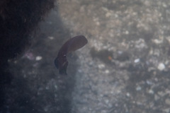 Austrolabrus maculatus