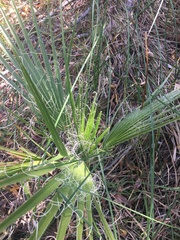 Washingtonia filifera