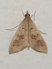 Mecyna asinalis