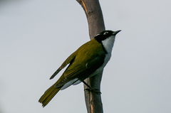 Melithreptus chloropsis