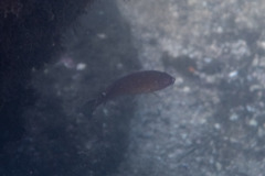 Austrolabrus maculatus