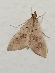 Mecyna asinalis