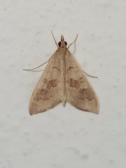 Mecyna asinalis