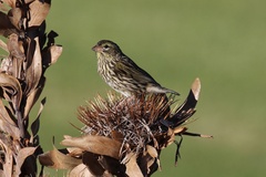Euplectes capensis capensis