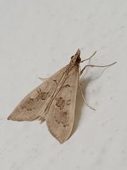 Mecyna asinalis