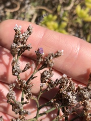 Limonium californicum