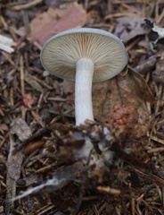 Clitocybe