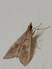 Mecyna asinalis