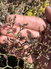 Limonium californicum
