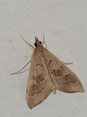 Mecyna asinalis