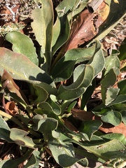 Limonium californicum