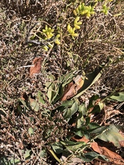 Limonium californicum