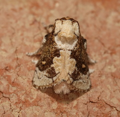 Mecytha fasciata