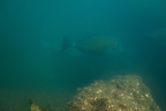 Prionurus maculatus