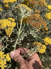 Helichrysum dasyanthum