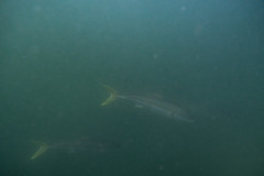 Seriola lalandi