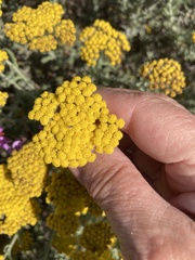 Helichrysum dasyanthum