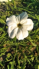 Petunia axillaris