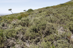 Dicerothamnus rhinocerotis