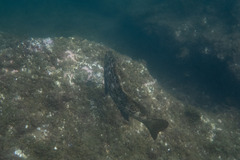 Aplodactylus lophodon