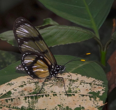 Methona confusa psamathe