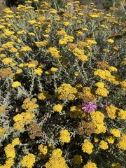 Helichrysum dasyanthum