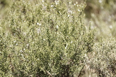 Dicerothamnus rhinocerotis