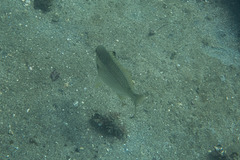 Gerres subfasciatus
