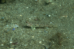 Istigobius hoesei