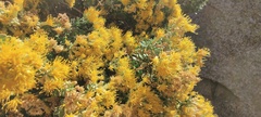 Ericameria cuneata spathulata