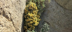 Ericameria cuneata spathulata