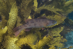 Olisthops cyanomelas