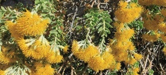 Ericameria cuneata spathulata