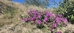 Mirabilis multiflora pubescens