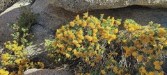 Ericameria cuneata spathulata