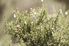 Dicerothamnus rhinocerotis