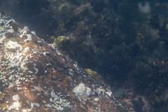 Brachaluteres jacksonianus