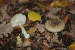 Amanita pantherina