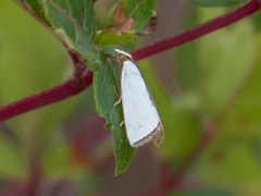 Urola nivalis