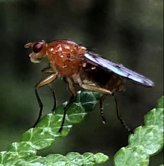 Acalyptratae