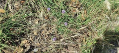Phacelia distans