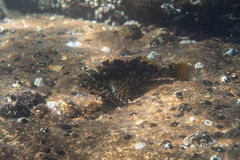 Chironemus marmoratus